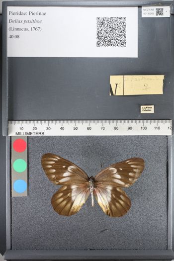 Media type: image;   Entomology 130265